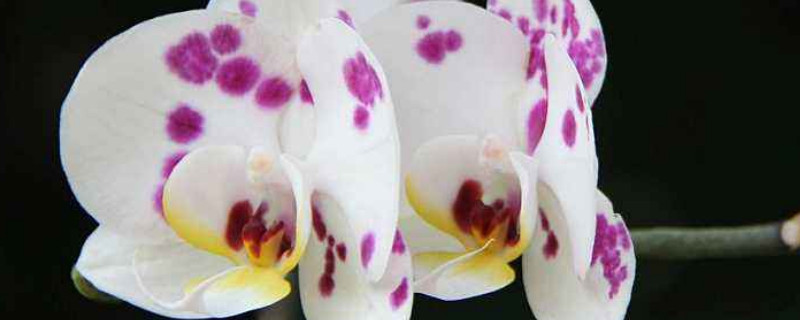 蝴蝶兰夏天多久浇一次水 蝴蝶兰冬天多久浇一次水