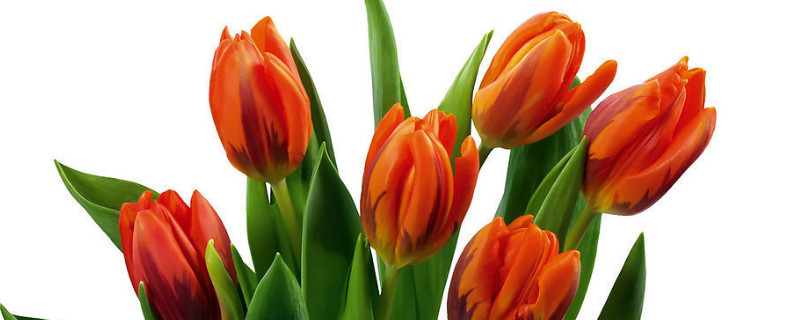 郁金香能开多久（郁金香能开多久?）