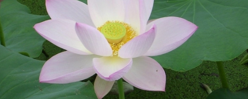 荷花枯萎后怎么处理 荷花叶子枯萎