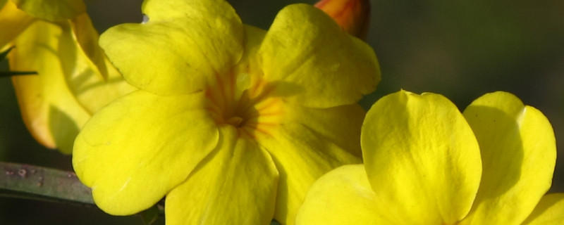 迎春花3年苗用多大盆栽 迎春花栽植时间