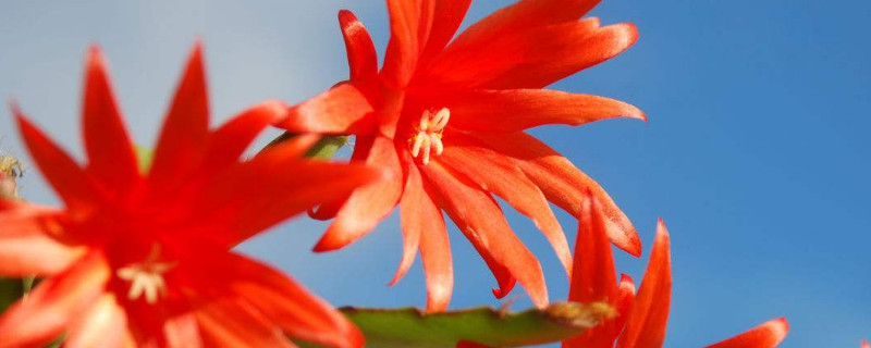 蟹爪兰根系发达吗 蟹爪兰有根直接栽培吗