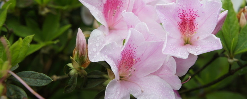 杜鹃花的移栽方法 杜鹃花怎么移植栽