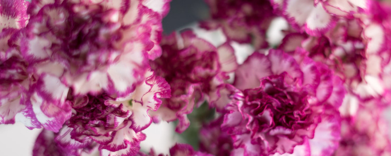 康乃馨醒花多久 康乃馨醒花几个小时