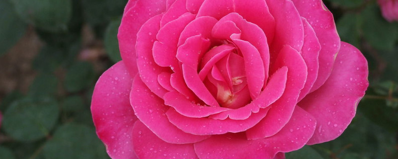 月季花冬天能栽活吗（冬天可以栽种月季花吗?）