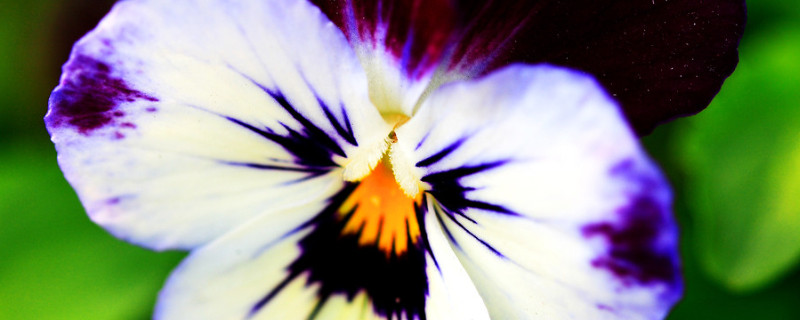 三色堇如何爆盆 三色堇爆盆要怎么修剪