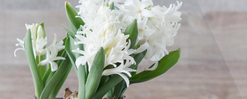 风信子秋天会发芽吗（风信子什么时候长芽）