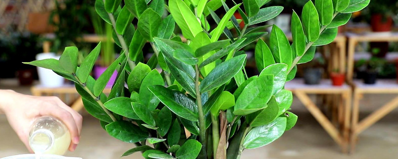 金钱树怕冷吗 金钱树怕冷吗冬天