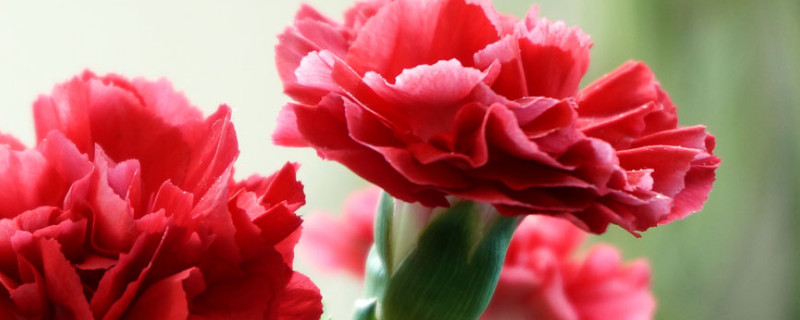 康乃馨花期过后怎么浇水（康乃馨花浇什么水好）