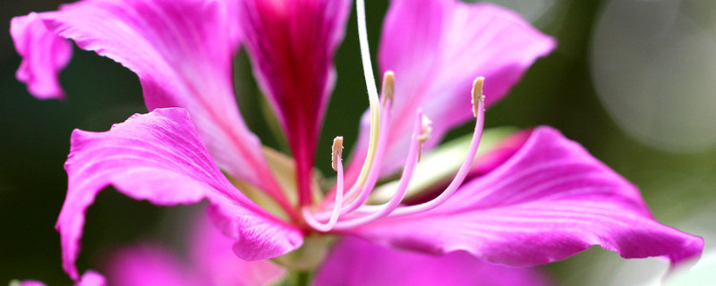 紫荆花的花期有多久 紫荆花期多长时间