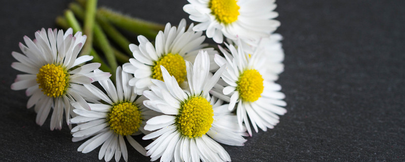 雏菊冬天会冻死吗 雏菊夏天会死吗