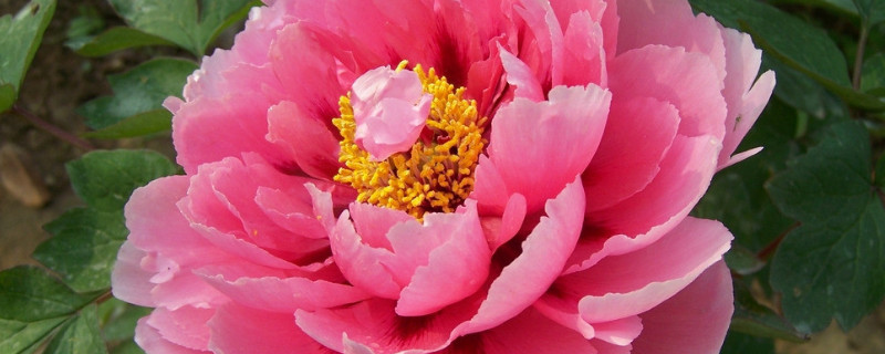 盆栽牡丹花养殖事项（盆栽牡丹养殖方法和注意事项）