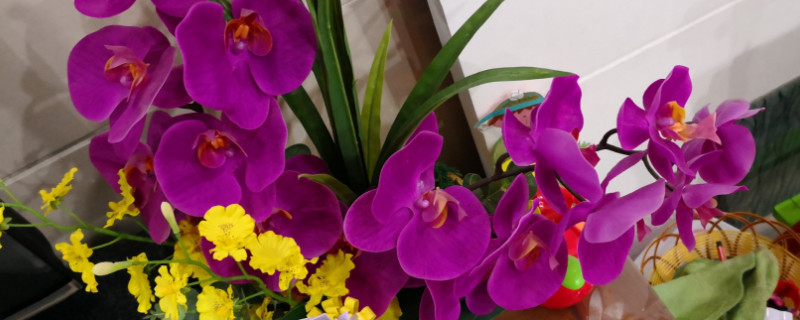 蝴蝶兰夏腐是什么原因（蝴蝶兰黑腐病有图片么）