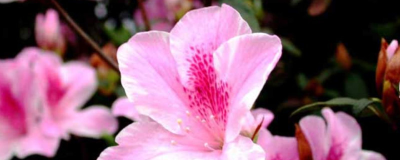 杜鹃花夏季如何养护 杜鹃花夏天养殖方法和注意事项