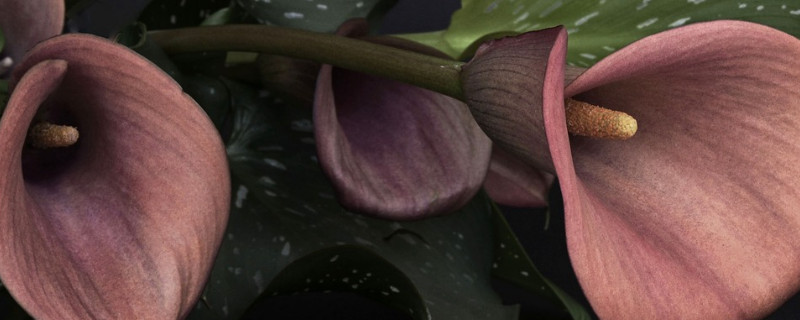 鲜切马蹄莲怎么养 鲜切马蹄莲怎么养开花