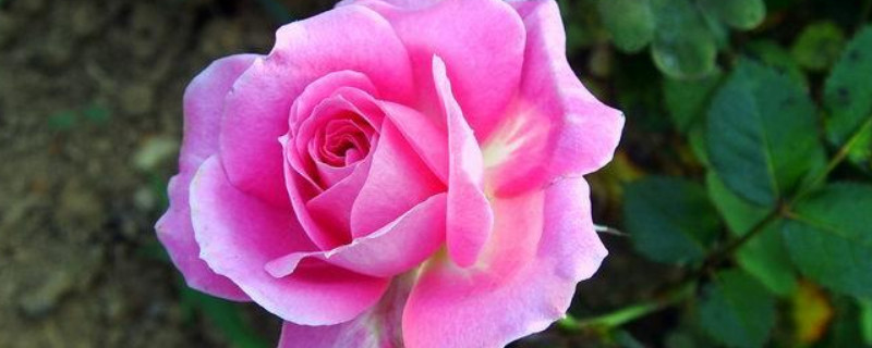 月季花为什么要死不活的了 月季花为什么会死