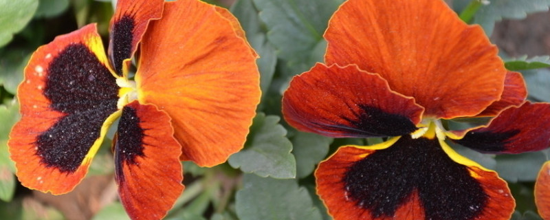 三色堇可以移栽吗（三色堇怎样种植）