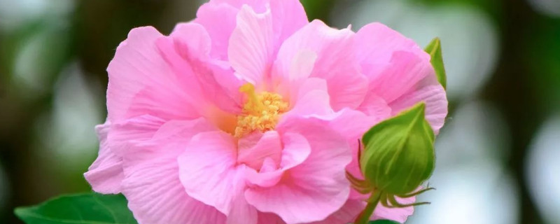 芙蓉花浇水可以浇在叶片上吗 芙蓉花的叶子可以喷水吗