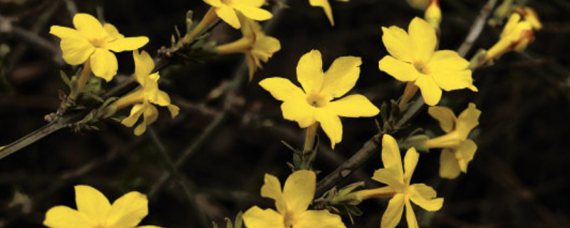 公园的迎春花可以用枝条扦插吗 迎春花枝条能扦插吗