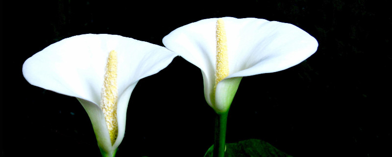 马蹄莲的寓意和象征（马蹄莲象征着什么意义）