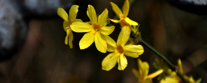迎春花什么时候扦插（迎春花什么时候扦插成活高百度贴吧）