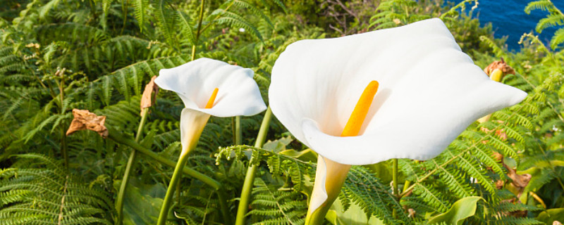 盆栽马蹄莲怎么养（马蹄莲盆栽怎么养家庭养法）