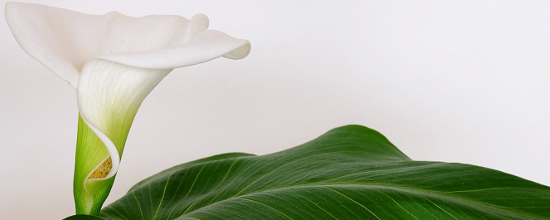 马蹄莲花变绿怎么办 马蹄莲花朵变绿怎么处理