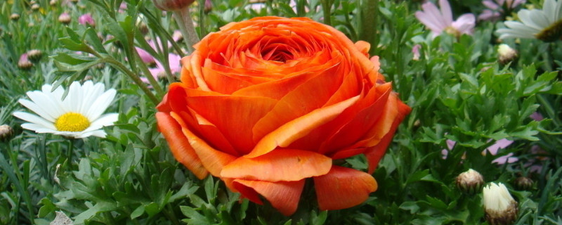 牡丹移栽后第一年能开花吗 牡丹花移栽一年后再移栽