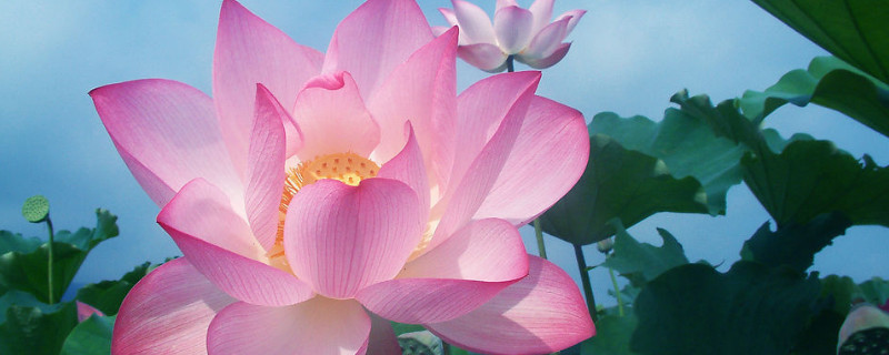 荷花秋天可以种植吗(荷花秋天可以移栽吗)