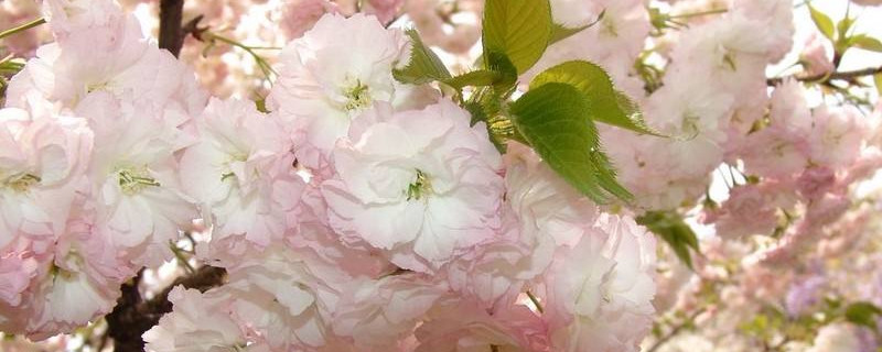 樱花树几年才能长大 樱花树每年可以长多大