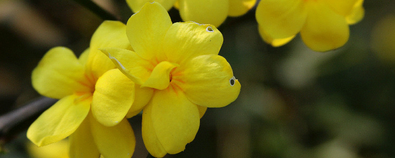 迎春花秋季可以扦插吗 迎春花能否扦插