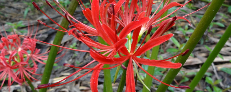 彼岸花根烂了怎么办 彼岸花枯了怎么办