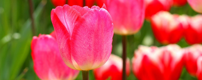 郁金香种球太小怎么办 郁金香种球太小能开花吗