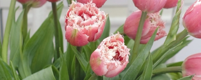 郁金香不发芽怎么办（水培郁金香不发芽怎么办）