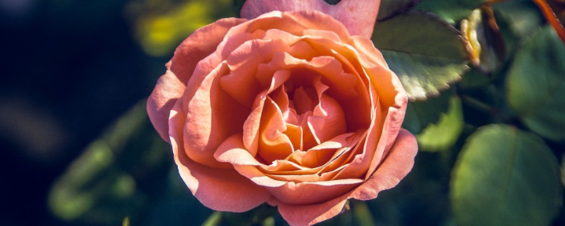 月季是每月开花吗 月季每季都开花吗