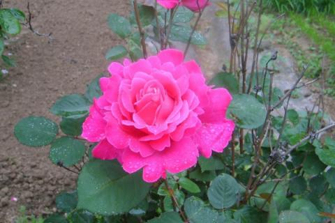 月季花夏季要遮阳吗