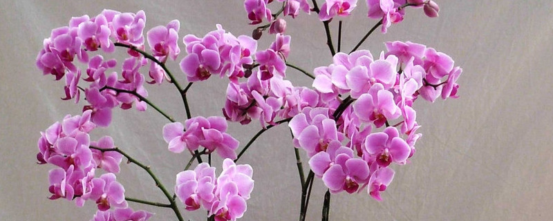 蝴蝶兰能放在客厅吗 蝴蝶兰放在客厅好吗适合放在哪里