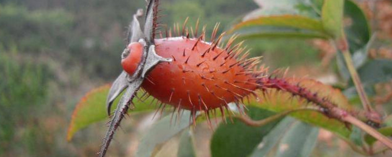 金樱子不熟可以采摘吗（金樱子什么时候采收）