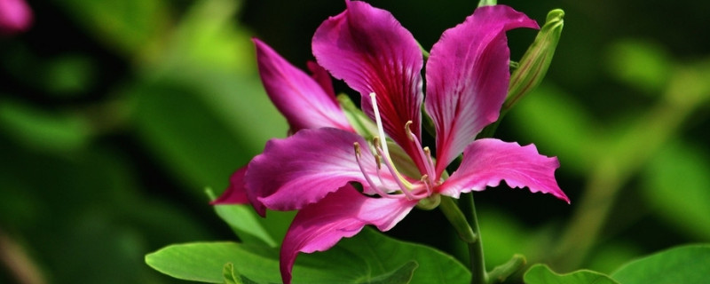 紫荆花只有一种颜色吗（紫荆花还有什么颜色）