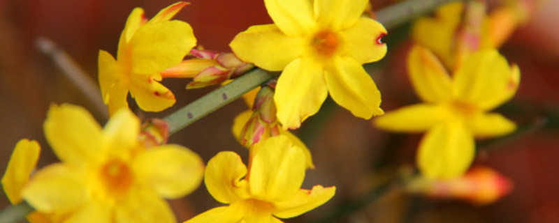 迎春花为什么耐寒（迎春花是否耐寒）