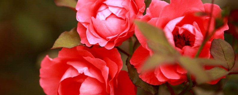 月季花冬天怎么过冬（月季花冬天怎么过冬怎么养）