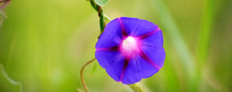 牵牛花枝条太长怎么修剪 牵牛花如何剪枝