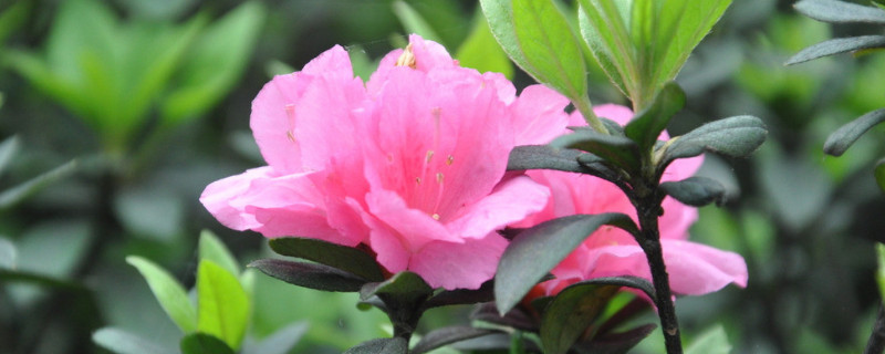 杜鹃花换盆需要注意什么 杜鹃花啥时候换盆合适