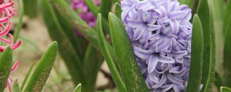 风信子繁殖方法（风信子的繁殖方法与注意事项）