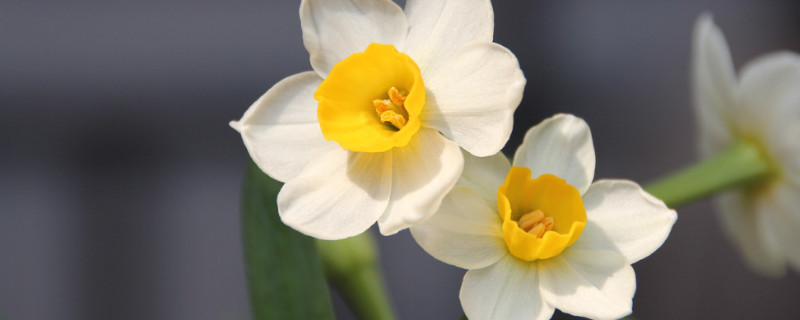 为什么水仙的叶子会往下垂 水仙花枝叶下垂