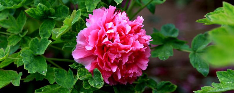 牡丹夏天要遮阳吗 牡丹夏季需要遮阴吗