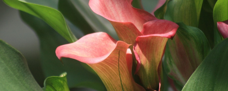 马蹄莲夏季怎么养 马蹄莲的冬季养护