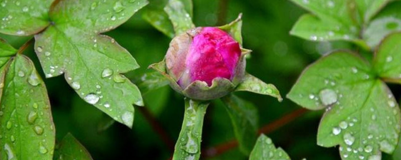 芍药花秋天落叶后的管理 芍药花什么时候落叶
