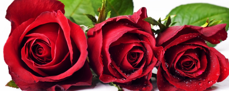 101朵玫瑰代表什么意思（1010朵玫瑰花什么意思）