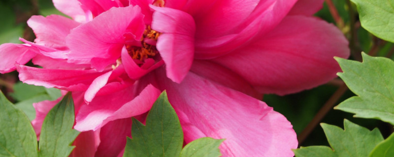 盆栽牡丹几年换盆好 盆栽牡丹什么时候翻盆