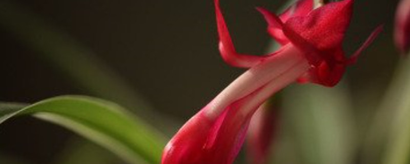 蟹爪兰的扦插方法(蟹爪兰的扦插方法时间)